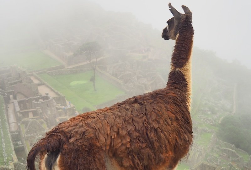 Llama perspective views of moody Machu Picchu, Peru 