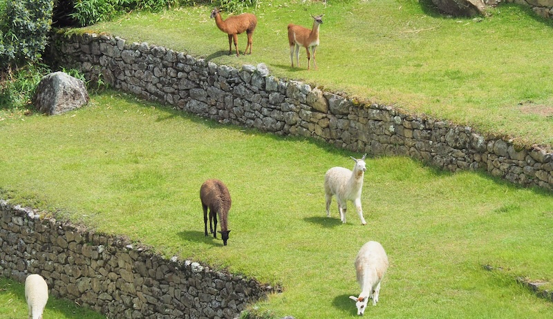 Llamas grazing at Machu Picchu, Peru Llamas grazing at Machu Picchu, Peru