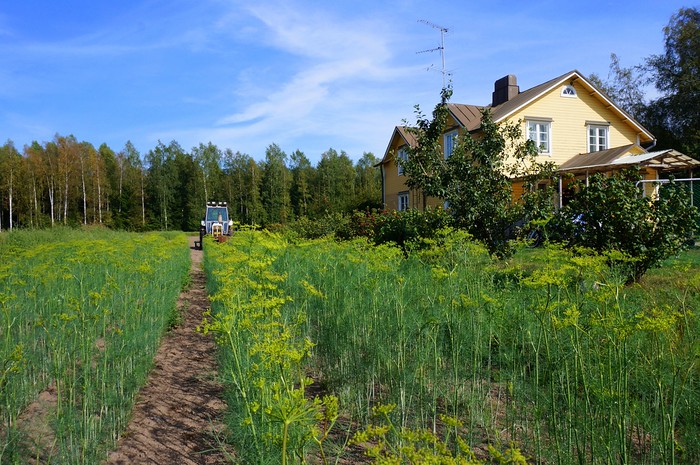 Local farm in Hanko, Finland with a quiet and hidden charm