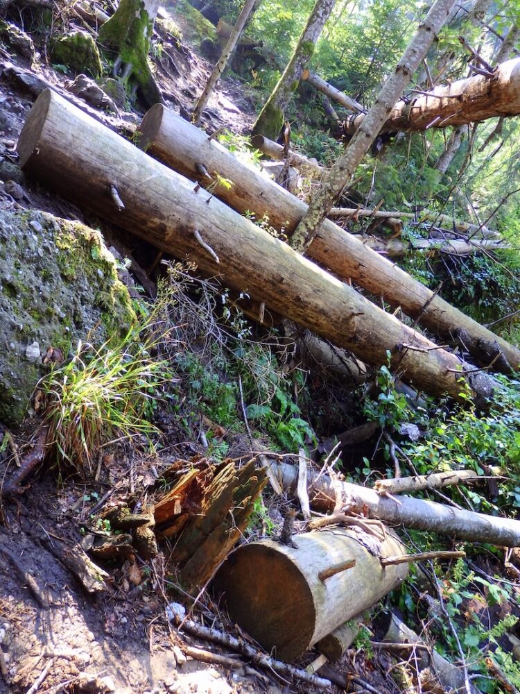 Logs and other obstacles we encountered hiking Ceahlau National Park in Romania 