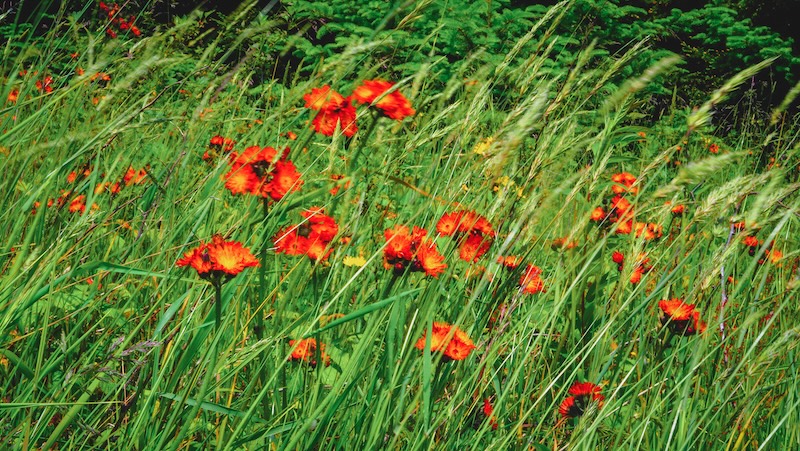 Long grass and red flowers spotted hiking in New Brunswick 