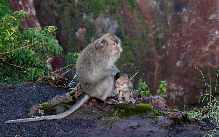 A mother long-tailed macaque gently cradling her baby on the rocky rim of Mount Batur in Bali, Indonesia, during an early morning sunrise trek