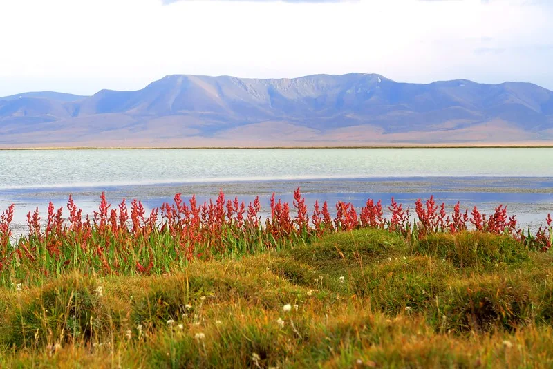 Looking across Song Kol Lake with beautiful flower views in the foreground and mountains as a backdrop in Kyrgyzstan 