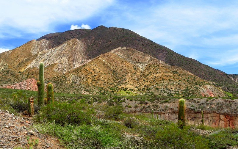 Lots of cacti on the day trip to Cachi from Salta, Argentina with mountain backdrops and a very dry climate 