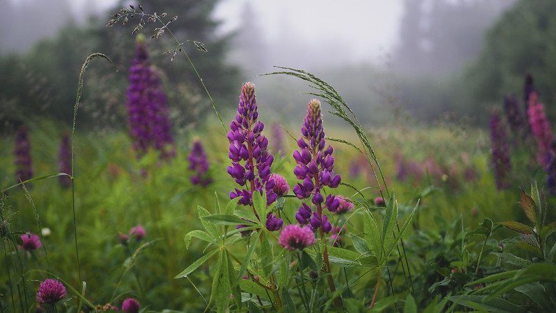 Lupins in the garden of our cottage in Cape Enrage as part of the natural fauna and flora in New Brunswick