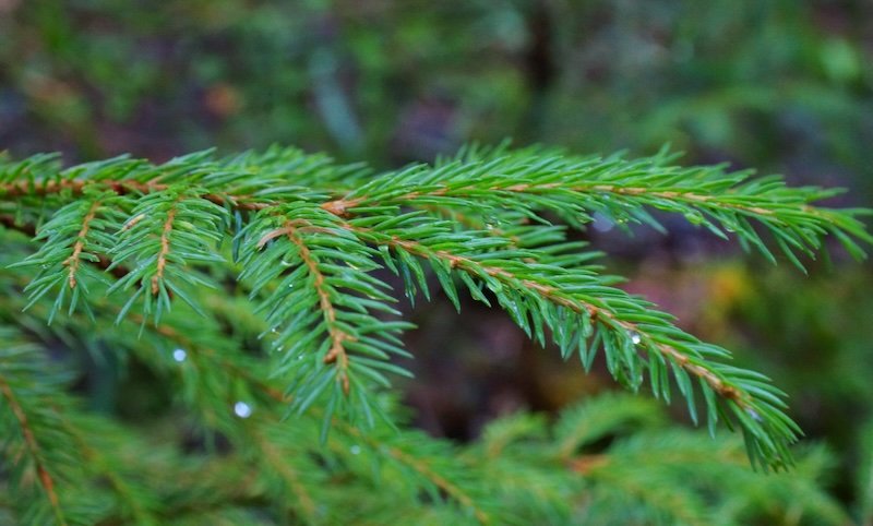 Macro details of the trees and pine needles in Nuuksio National Park in Finland 