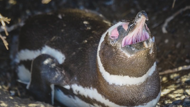 Close-up of a Magellanic penguin resting in the shade at Estancia San Lorenzo on Península Valdés, Patagonia, Argentina. Its beak is wide open as it calls out, revealing the pink skin around its eyes and mouth, a typical behavior during the breeding season