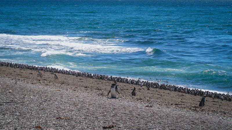 Hundreds of Magellanic penguins gather along the shoreline at Estancia San Lorenzo on Península Valdés, Patagonia, Argentina. The colony stretches down to the turquoise waters of the Atlantic Ocean, where penguins waddle across the pebbled beach and prepare to swim