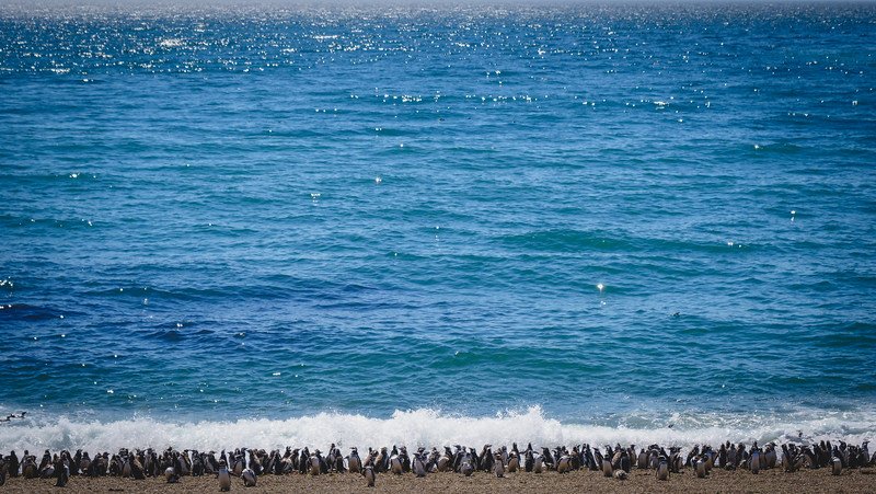 Hundreds of Magellanic penguins gather along the shoreline at Estancia San Lorenzo on Península Valdés, Patagonia, Argentina. The sparkling blue waters of the Atlantic Ocean provide a stunning backdrop to this wildlife viewing experience