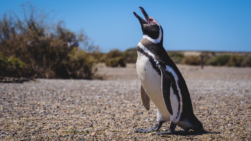 A Magellanic penguin stands on the pebbled ground at Estancia San Lorenzo on Península Valdés, Patagonia, Argentina, calling out with its beak open under a bright blue sky. This protected reserve is one of the best places to see penguins up close in their natural habitat