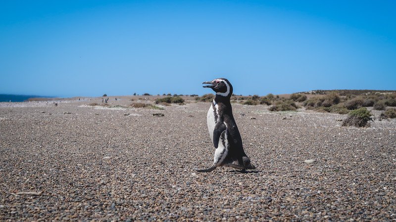 A solitary Magellanic penguin stands proudly on the pebbled beach of Estancia San Lorenzo on Península Valdés, Patagonia, Argentina. The clear blue sky and expansive coastal landscape highlight the penguin’s natural habitat and the region’s wild beauty