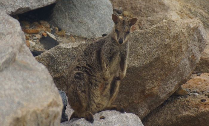 Magnetic Island wallaby encounter on the rocks in Queesland, Australia Magnetic Island wallaby encounter on the rocks in Queesland, Australia