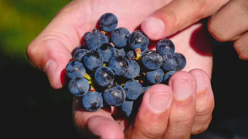 Malbec grapes macro details in the hand at Bodegas Lopez in Mendoza