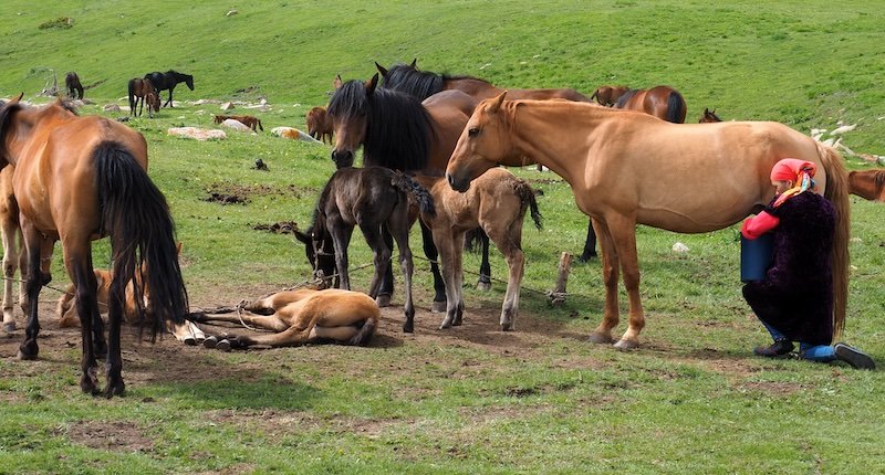 Mare's milk being prepared from the horses in Kyrgyzstan 