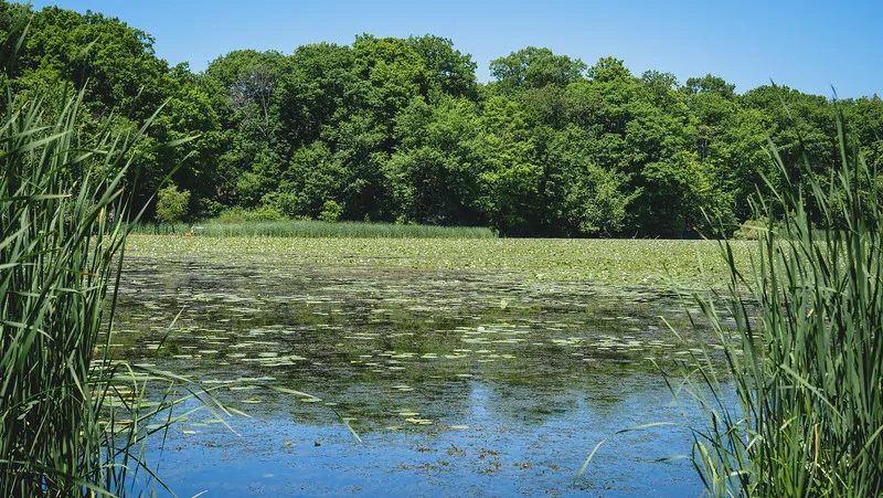 Marshland views with lush greenery in Rouge Beach Park, Toronto Marshland views with lush greenery in Rouge Beach Park, Toronto