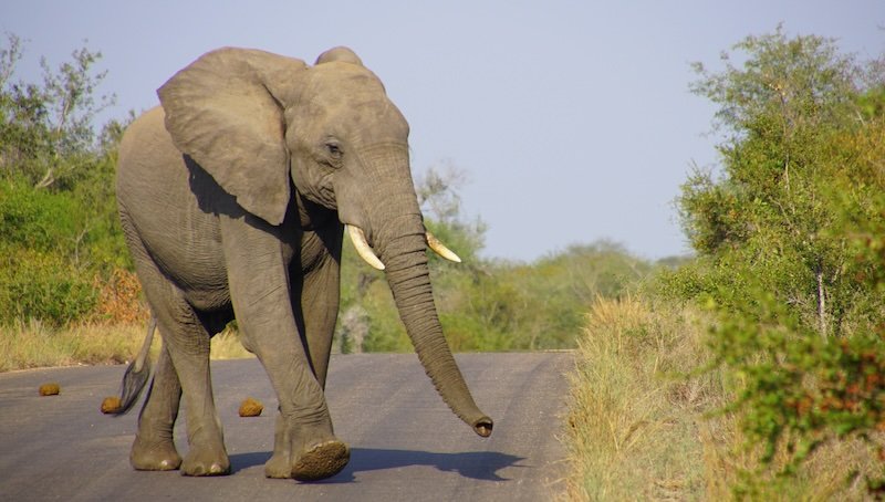Massive elephant crossing visiting Kruger National Park in South Africa 