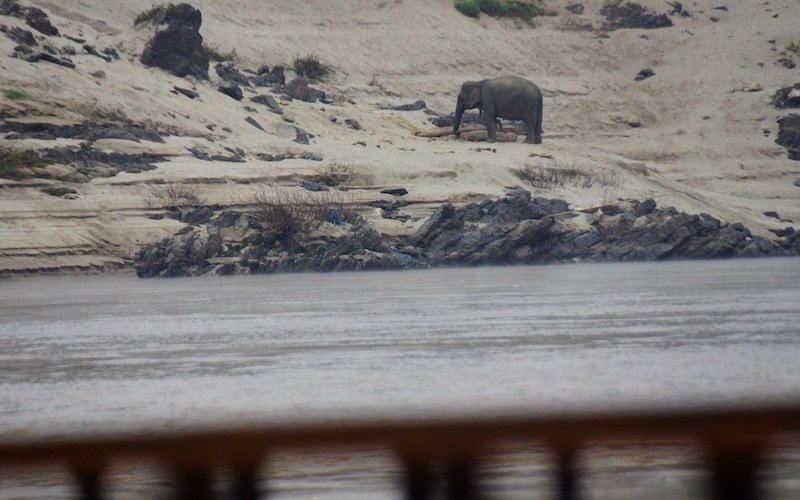 An elephant stands on the sandy banks of the Mekong River in Laos, viewed from aboard a slow boat journey to Luang Prabang. The misty atmosphere and rugged shoreline highlight the wild beauty and unexpected wildlife encounters along the river