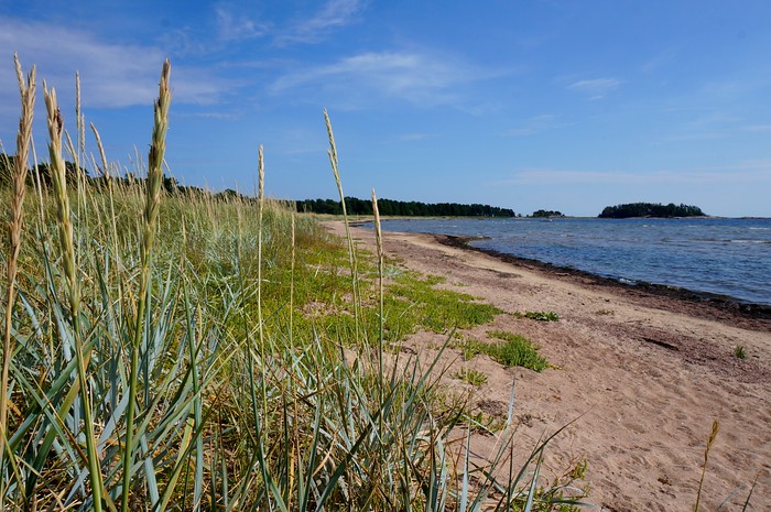 Miles and miles of beaches in Hanko, Finland with natural vegetation growing