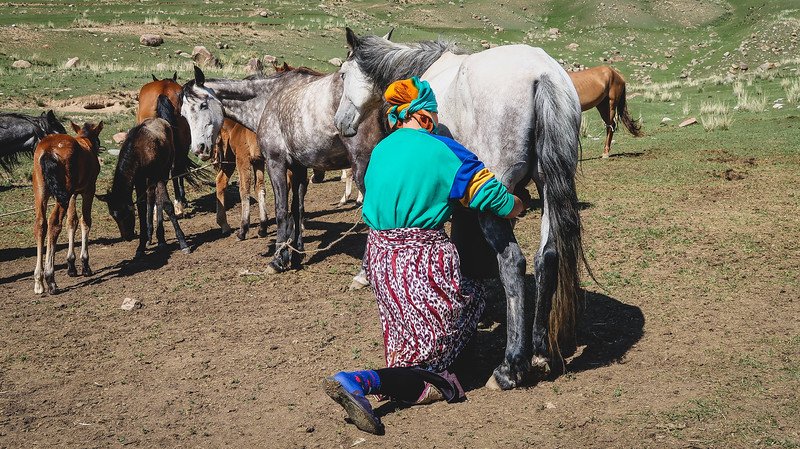 A Kyrgyz woman kneeling to milk a mare in a corral surrounded by other horses and foals during the 3-Day Panorama Trek, a traditional practice used to produce kumis (fermented mare’s milk)
