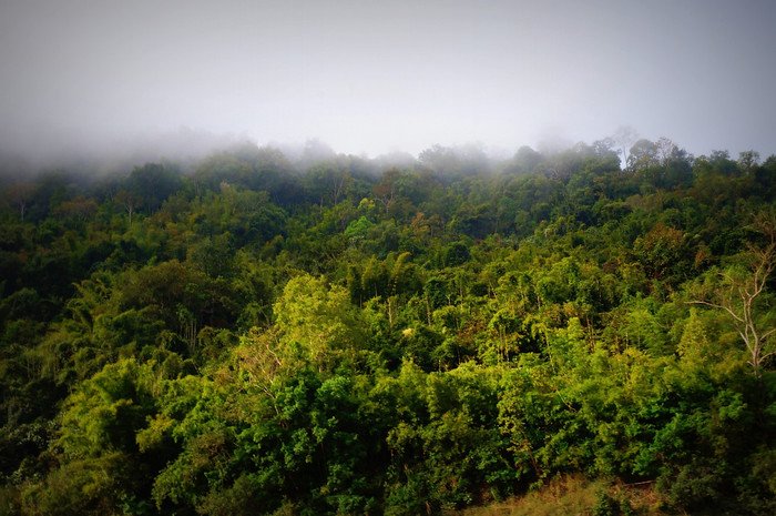 Misty morning over the dense green jungle along the Mekong River in Laos, with low clouds drifting over the treetops. The soft light and fog create a serene, atmospheric scene often experienced while traveling by slow boat through Northern Laos