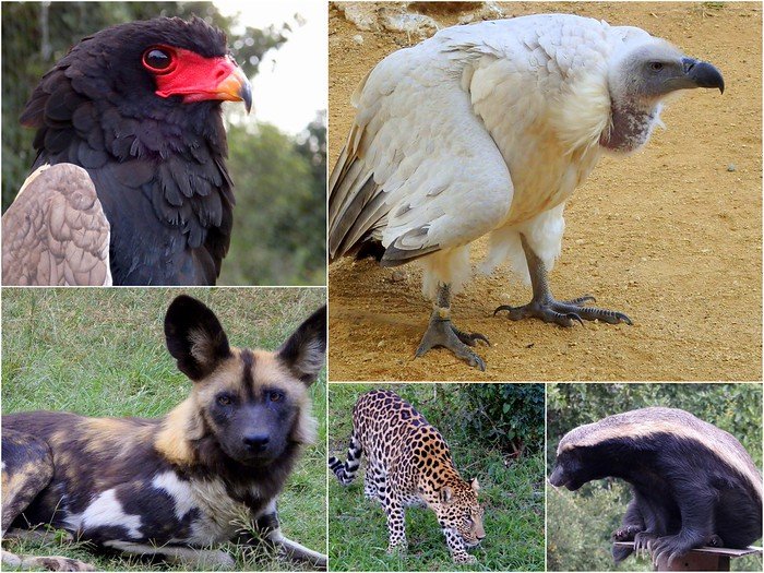 Moholoholo Wildlife Rehabilitation Centre in South Africa with encounters with various birds, cats, dogs and other animals 