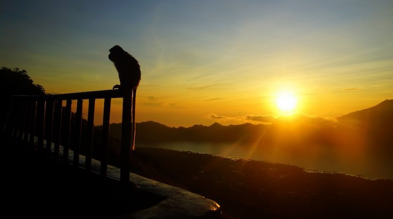 Silhouette of a monkey perched on a railing at sunrise atop Mount Batur in Bali, Indonesia, with golden sunlight streaming over mountain ridges and clouds below