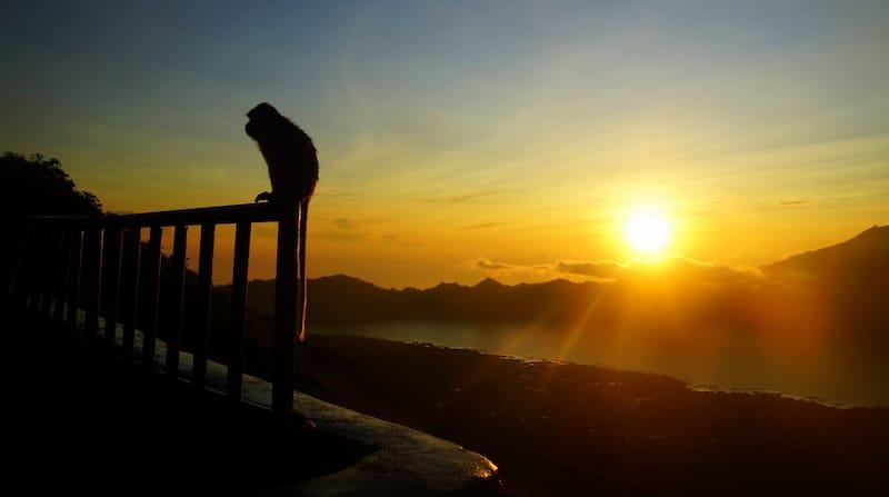 Monkey silhouette sunset views from Mount Batur in Bali, Indonesia 