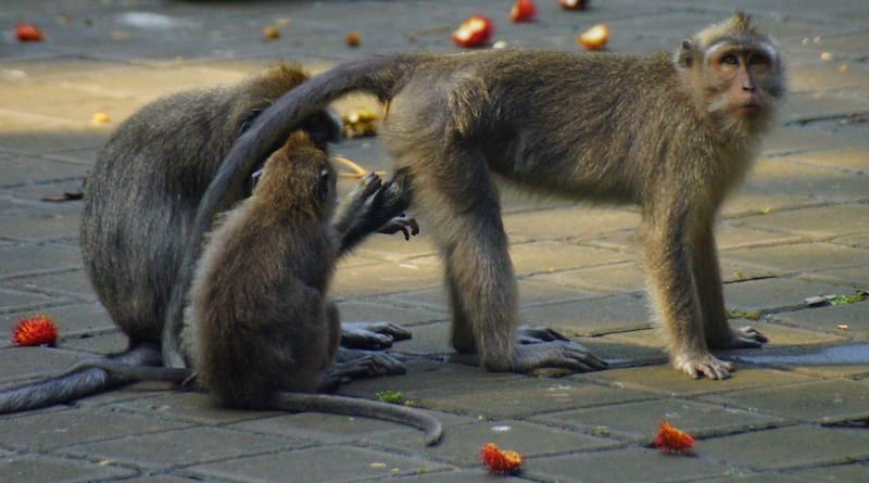 Monkeys engaging in monkey business at Ubud Monkey Forest in Bali, Indonesia 