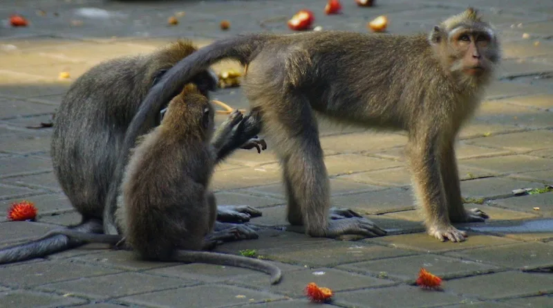 Monkeys engaging in monkey business at Ubud Monkey Forest in Bali, Indonesia 