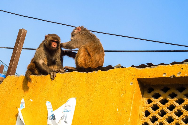 Pair of monkeys grooming each other on a bright yellow wall in Kathmandu, Nepal, a common sight near temples and city streets that highlights the playful charm of urban wildlife