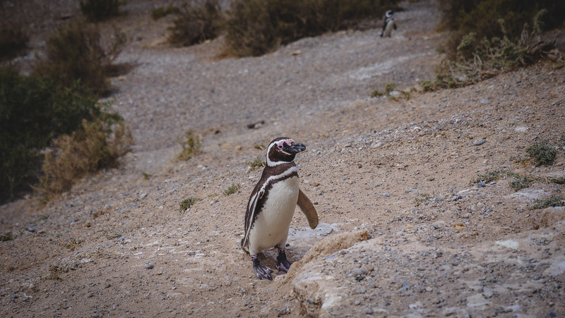 More penguins on the bluffs overlooking Caleta Valdés with this cute one posing and standing tall in Argentina