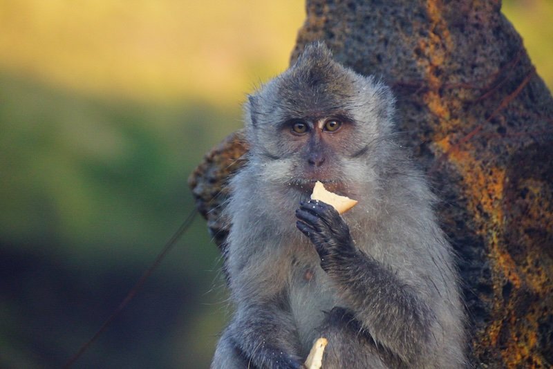 Playful long-tailed macaque sitting on a rock near the summit of Mount Batur in Bali, Indonesia, nibbling on a biscuit with crumbs on its fur, adding a touch of humor to the volcanic hike experience