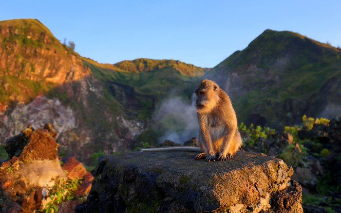 Wild macaque perched on a warm volcanic rock at sunrise atop Mount Batur, with steam rising from the crater and lush green caldera slopes in the background in Bali, Indonesia