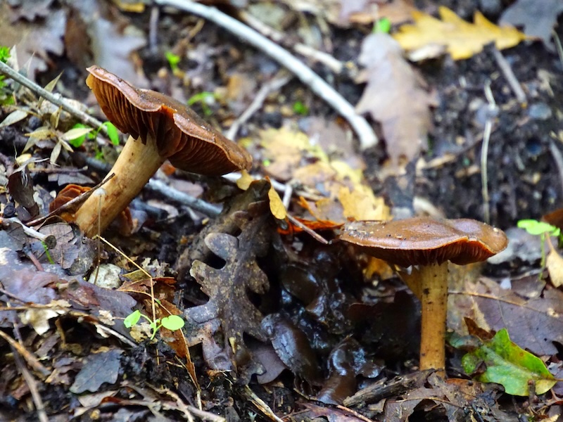 Mushrooms spotted on the ground whilst hiking in Meteora, Greece 