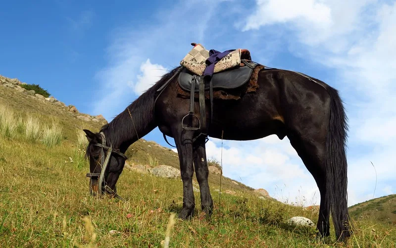 My horse on the trek to Song Kol Lake grazing on grass in the countryside