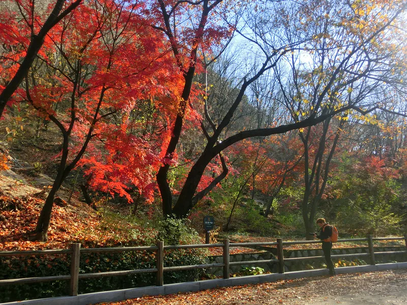 Namsan and its vibrant colours in the fall with Nomadic Samuel taking photos in Korea
