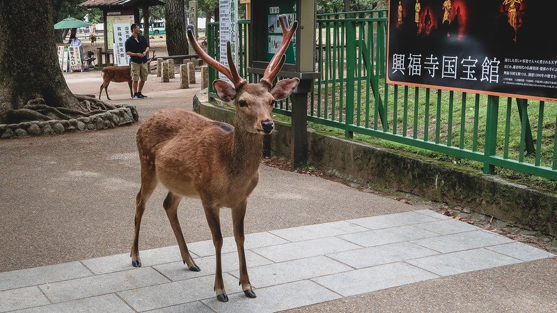 Nara deer roaming on the sidewalk and approaching visitors is surreal yet so common on your day trip visit Nara deer roaming on the sidewalk and approaching visitors is surreal yet so common on your day trip visit