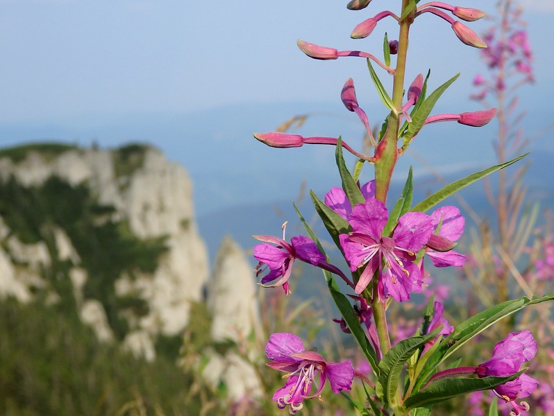 Nature in Romania with beautiful pink flowers in the select focus foreground contrasted by the imposing mountains in the background bokeh