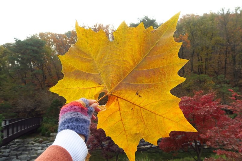 Nature in South Korea with a giant autumn yellow leaf in hand 