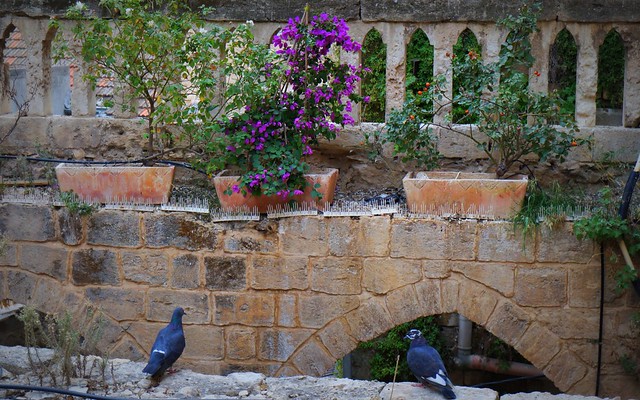 Nazareth Fauzi Azar Inn with pigeons hanging out by the well tended flowers in Israel 