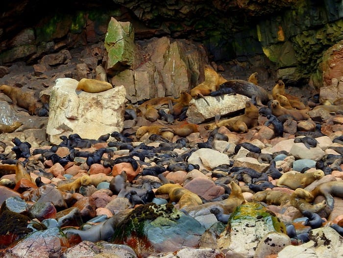 Newborn sea lion pups amidst colorful rocks in Islas Ballestas, Peru