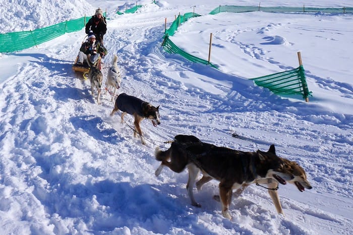 Nomadic Samuel and That Backpacker Audrey Bergner dog sledding at the Carnaval de Quebec in Quebec, Canada 