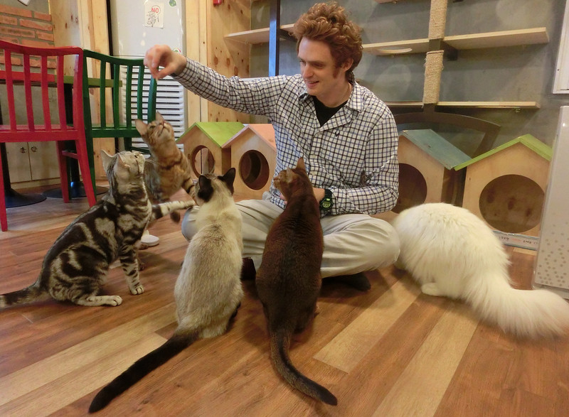Nomadic Samuel feeding a group of hungry cats at the cat cafe in Hongdae, Seoul, South Korea