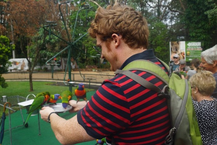 Nomadic Samuel feeding colorful Rainbow Lorikeet birds from a tray at Currumbin Wildlife Sanctuary on the Gold Coast, Australia, surrounded by visitors in a lush outdoor aviary setting