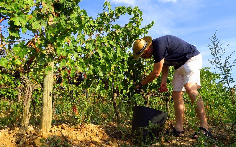 Nomadic Samuel harvesting grapes at La Vinyeta vineyard in Costa Brava, Spain, wearing a straw hat and shorts while handpicking ripe clusters into a bucket, showcasing the authentic experience of grape picking during a wine tour in Catalonia