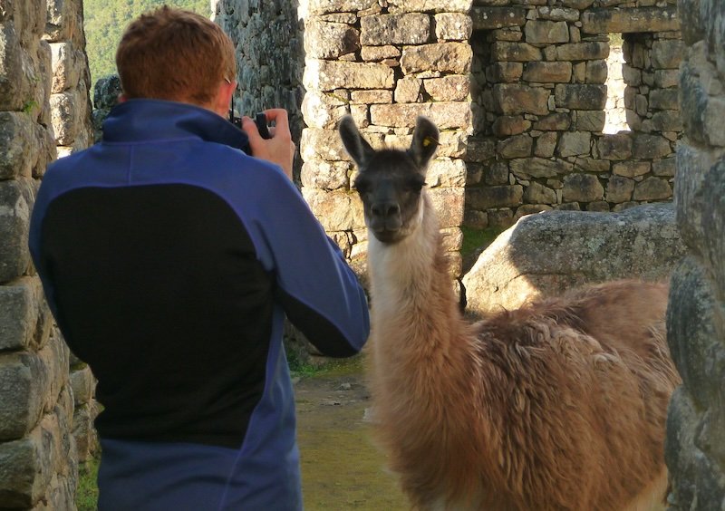 Nomadic Samuel photographing a llama among ancient stone ruins at Machu Picchu, Peru – iconic travel photography moment in the Andes
