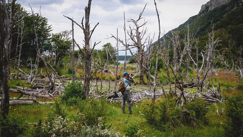 Nomadic Samuel observing the effects of beavers on vegetation in Tierra del Fuego in Argentina whilst taking photos Nomadic Samuel observing the effects of beavers on vegetation in Tierra del Fuego in Argentina whilst taking photos
