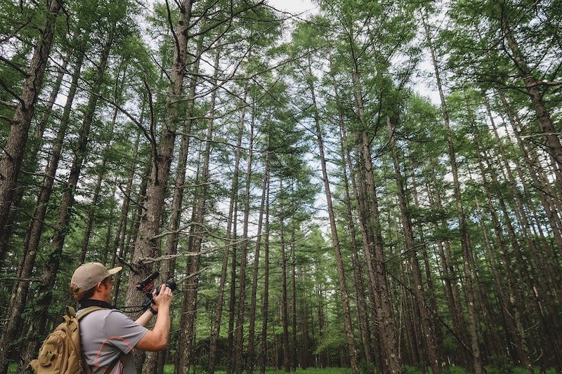 Nomadic Samuel photographing the towering cedar trees in a tranquil forest in Nikko, Japan, carrying a backpack and camera gear while surrounded by tall straight trunks and lush greenery