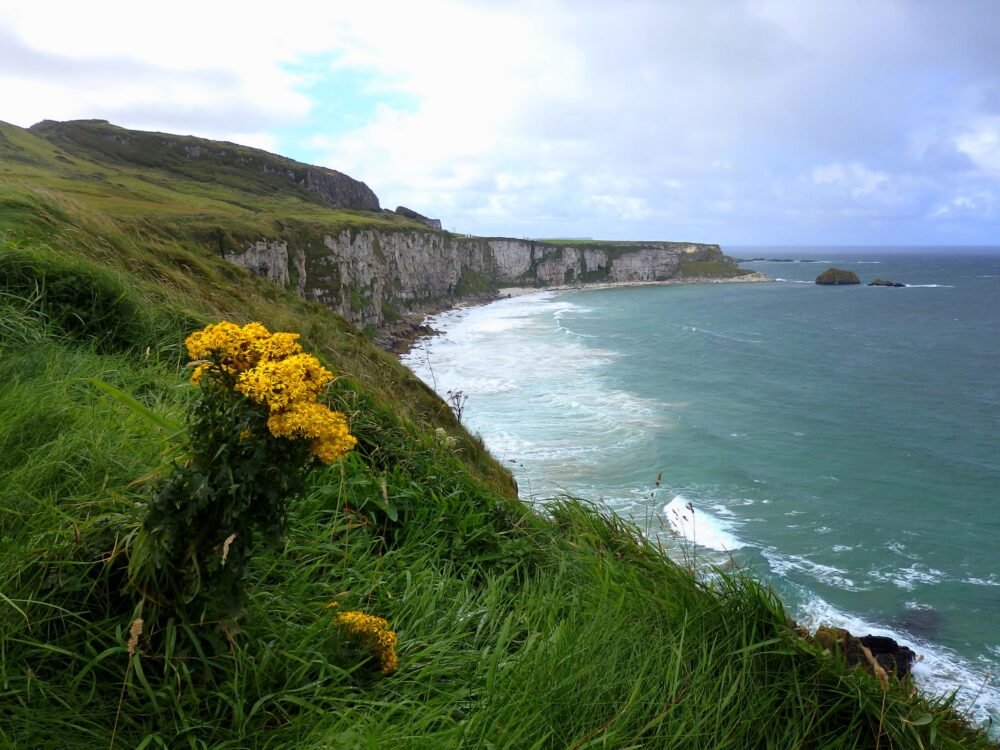 Panoramic view of rugged sea cliffs and turquoise waters along the Causeway Coast in Northern Ireland, with bright yellow wildflowers in the foreground and dramatic waves crashing below under a partly cloudy sky — a scenic stop on a budget-friendly 1-week road trip around Ireland