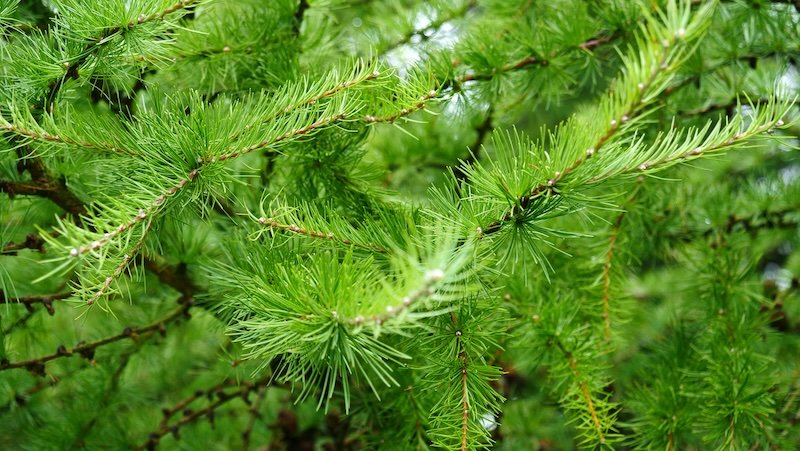 Northern Ireland macro details of nature including pine needles on trees 